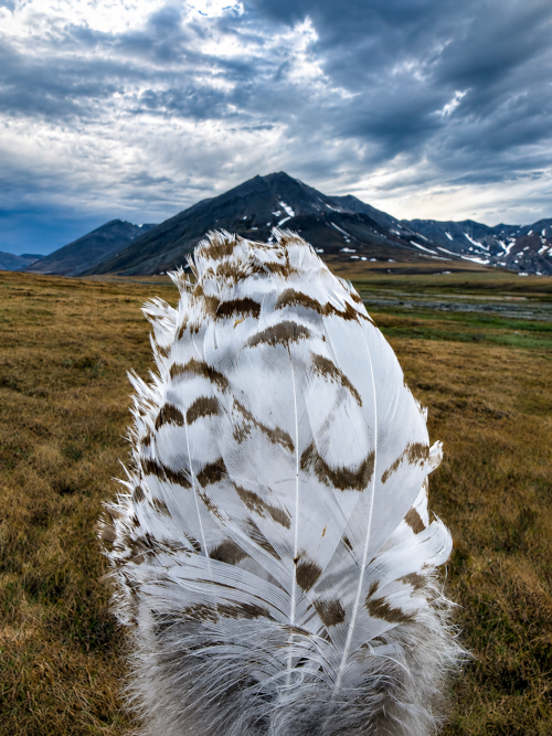 Feather in foreground and arctic mountain in background