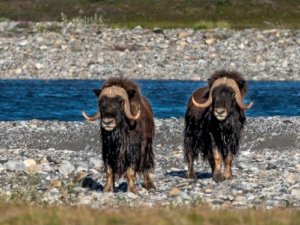 Two artic muskox standing by river facing camera