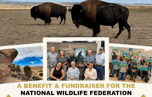 Various images of buffalo and tribal leaders