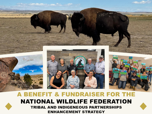 Various images of buffalo and tribal leaders