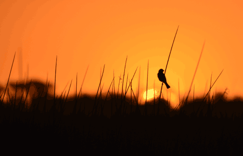 Silhouette of bird sitting on reed in sunset
