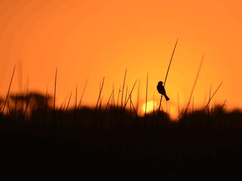Silhouette of bird sitting on reed in sunset