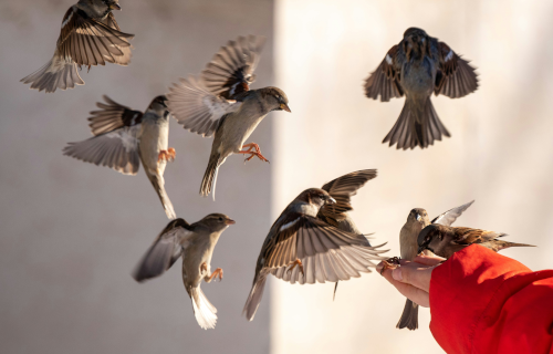 Birds and a hand reaching out