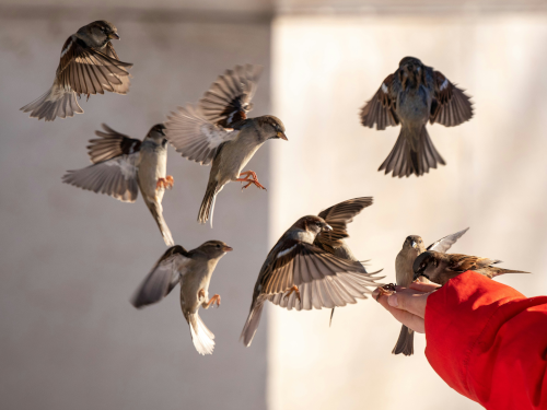 Birds and a hand reaching out