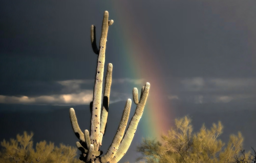 Cactus in desert with dark sky and rainbow behind it