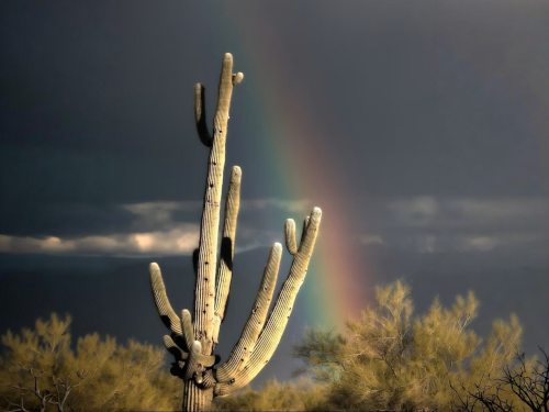 Cactus in desert with dark sky and rainbow behind it