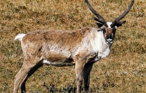 Caribou on Arctic plain