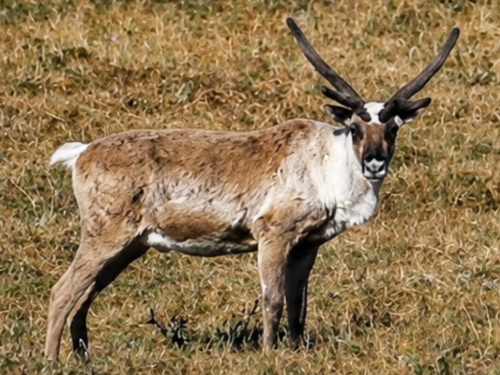 Caribou on Arctic plain