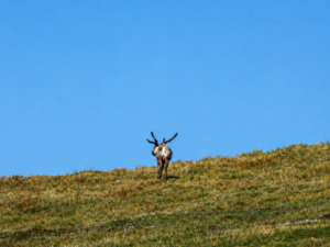 Lone caribou on Arctic plains