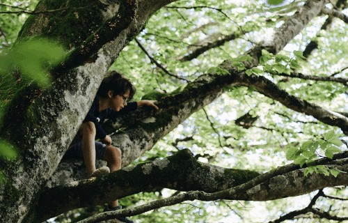 Child in a tree