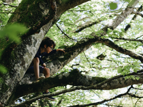 Child in a tree