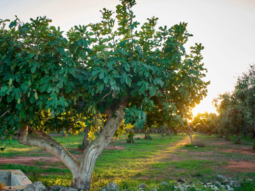 Children & Youth, Mar 23, 8:30 & 11am
Throughout his journey to Jerusalem, Jesus has been teaching about the Kingdom of God. As we read Luke 13:1-9, we encounter the fig tree parable and we find an image of God's patience and hopefulness as he prepares his Kingdom. After receiving a blessing in the worship services, the children and youth leave to continue their Journey Through Lent.