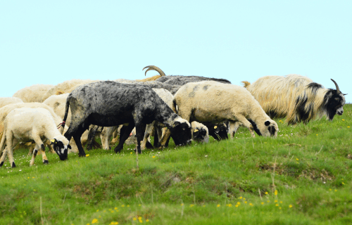 Sheep grazing on a grassy hill