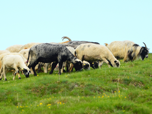 Sheep grazing on a grassy hill