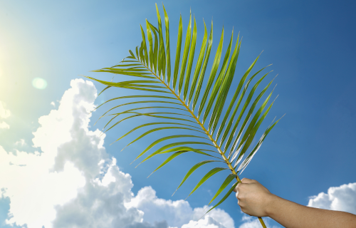 Holding palm frawn up to the sky