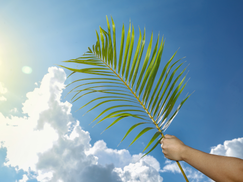 Holding palm frawn up to the sky