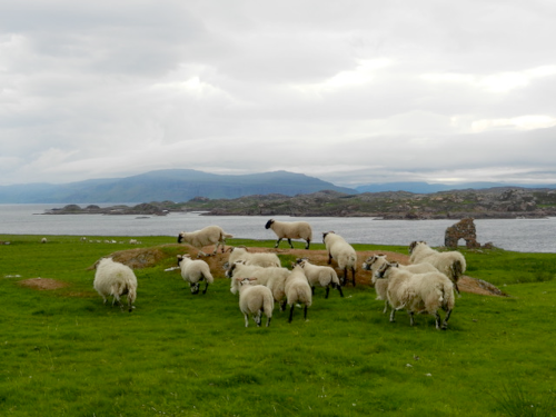 Celtic EvenSong, Mar 19, 5:30pm
God calls all humanity to care for creation and all that is in it. Throughout the ages we have not paid enough attention to cherishing all animals and plants and rivers and trees, but with Climate Change upon us it is imperative we do.  In this service, in prayer and song, we do. Join us in the sanctuary or on Zoom.