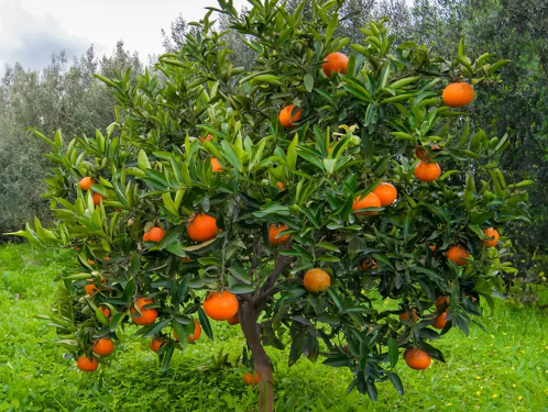 Worship, Jun 29, 8:30 & 11am
VIDEO. We live in a world of paradox, where there is a constant tension between good and evil, love and hate, and justice and injustice. A world where Christianity has been co-opted by power, empire and to further political agendas. Join Pastor Andrew at 8:30 in the Rooftop Garden or 11:00 in the sanctuary or via livestream as we read Matthew 7:16-20, Galatians 5: 1a, 13-15, 22-23.