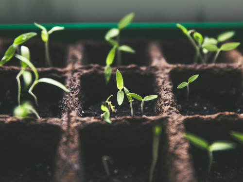 Plants growing out of dirt