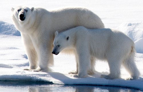 Mother polar bear and one cub on snow in Arctic