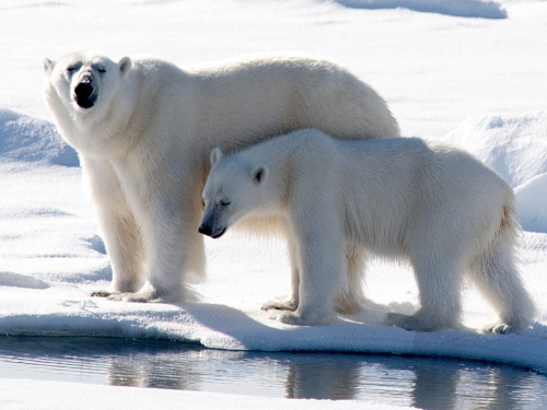Mother polar bear and one cub on snow in Arctic