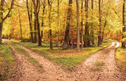 Two paths in the autumn woods going different directions