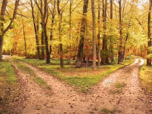 Two paths in the autumn woods going different directions