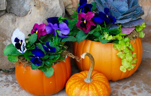 pumpkins with flowers planted inside