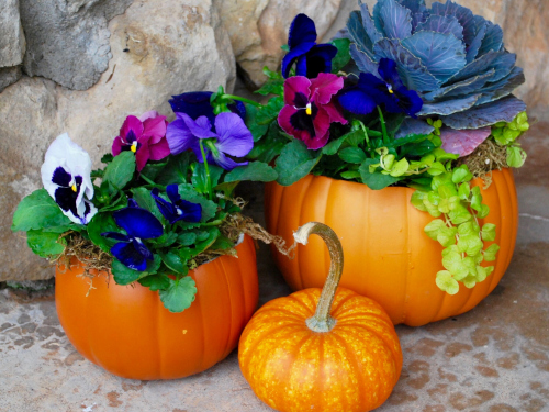 pumpkins with flowers planted inside