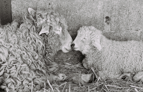 black and white image of a sheep and a ewe