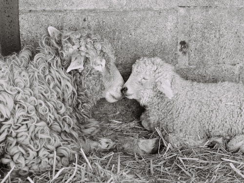 black and white image of a sheep and a ewe